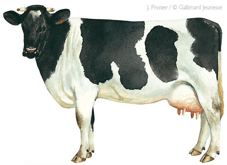 vache