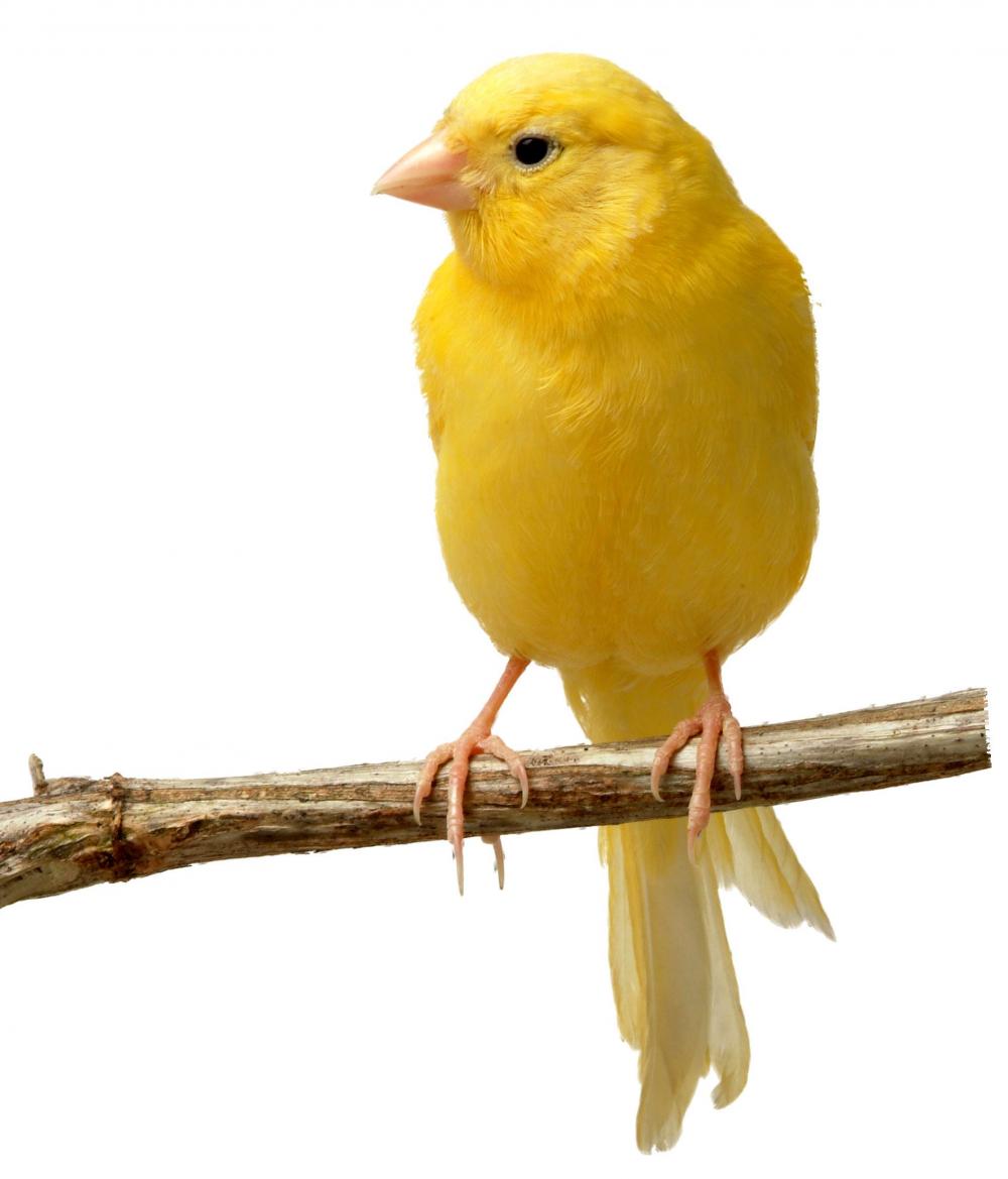 l'oiseau