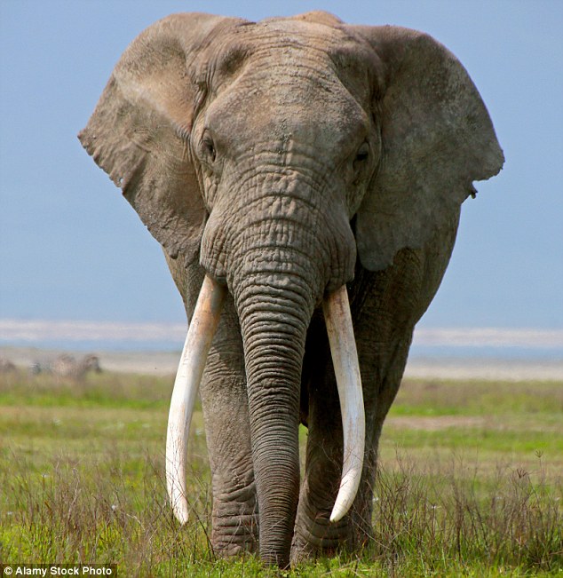 l'elephant