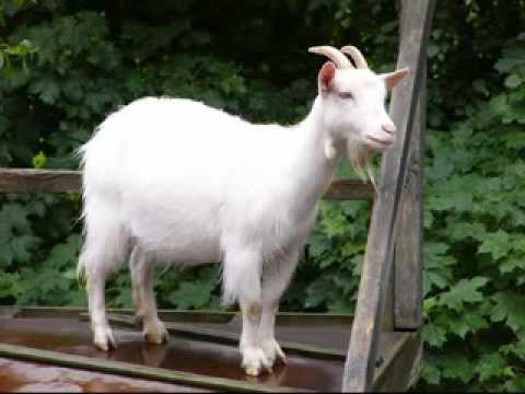 le chevre