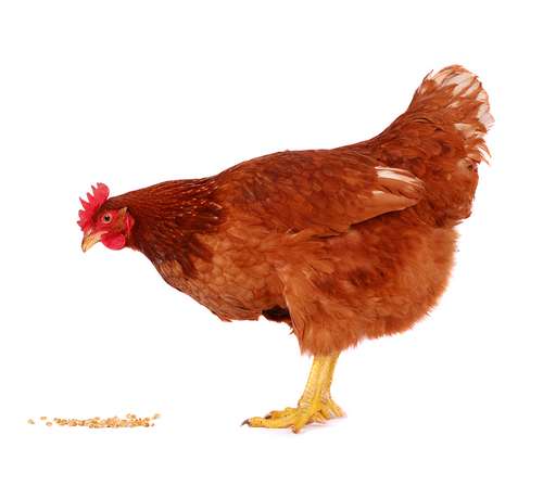 la poule