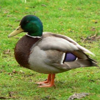 le canard