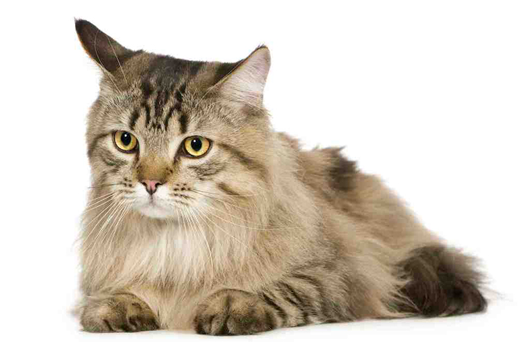 le chat