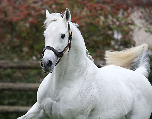 le cheval