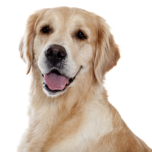 le chien