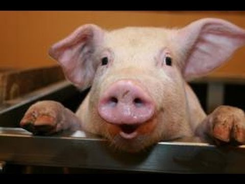 le cochon