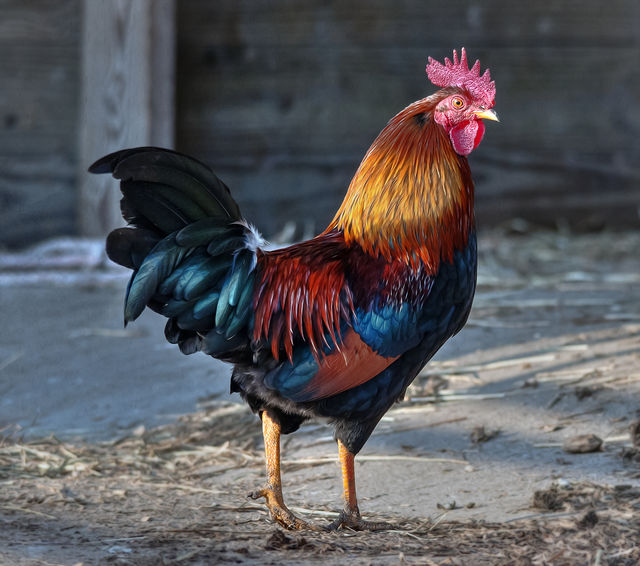 le coq
