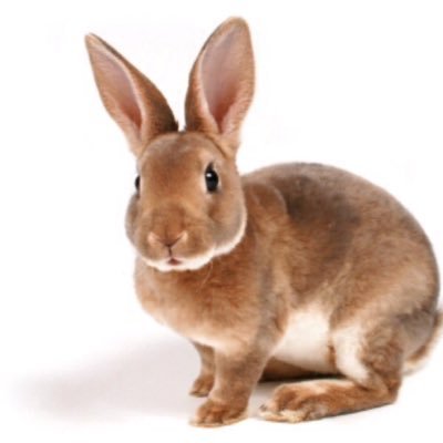 le lapin