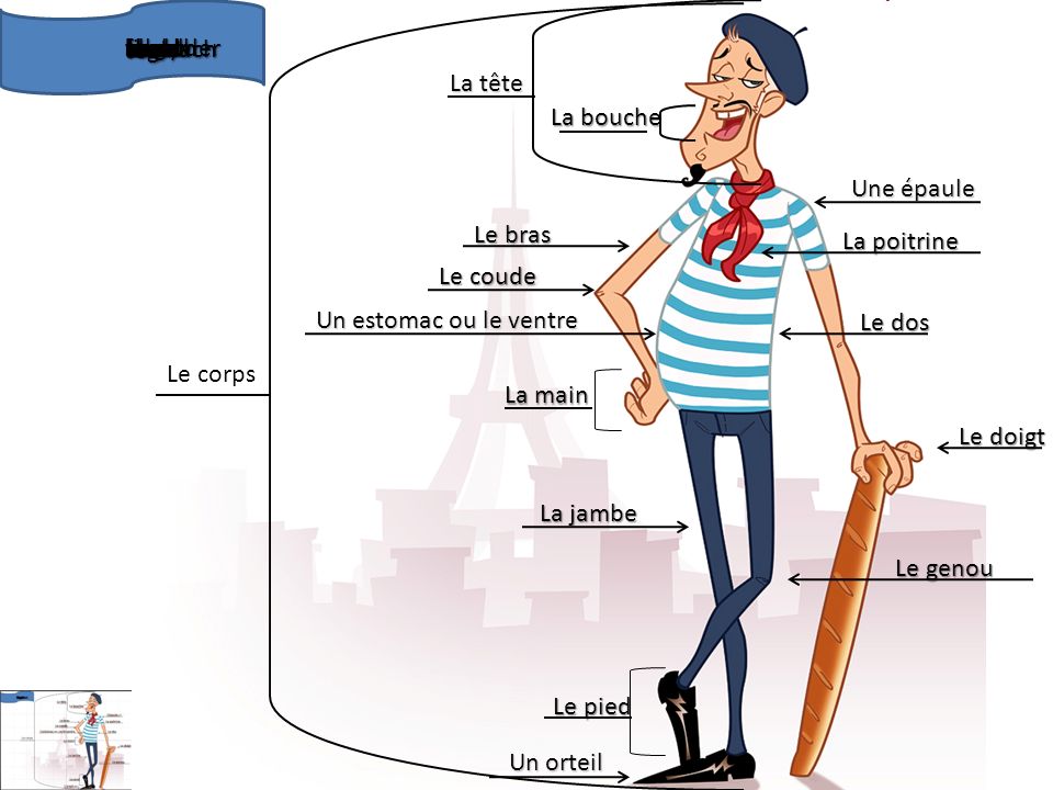 les parties du corps